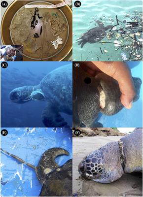 Plastic pollution and health metrics in wild juvenile green sea turtles (Chelonia mydas) from two Ecuadorian national parks: Galápagos and Machalilla